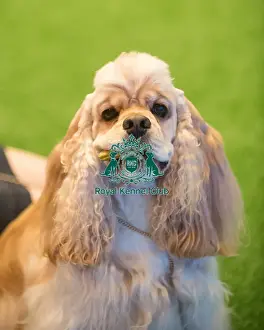 Crufts 2015