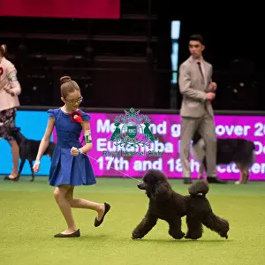 Crufts 2015