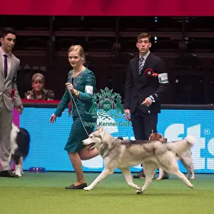 Crufts 2015