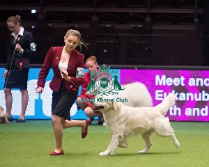 Crufts 2015