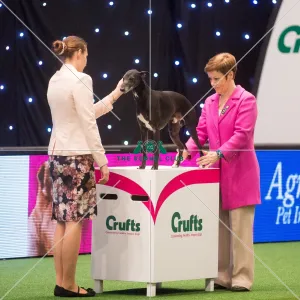Crufts 2015