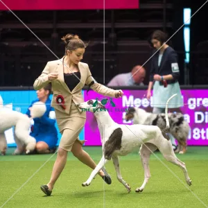 Crufts 2015