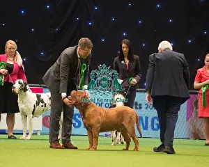 Crufts 2015