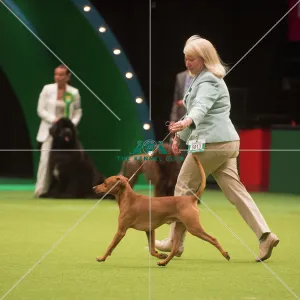 Crufts 2015