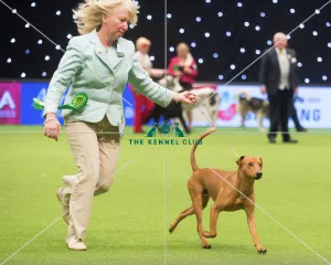 Crufts 2015