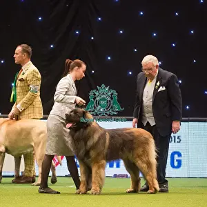 Crufts 2015
