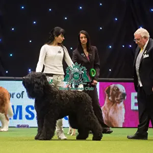 Crufts 2015