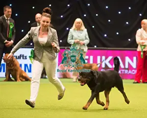 Crufts 2015