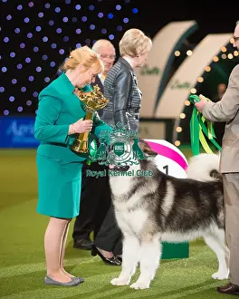 Crufts 2015