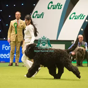 Crufts 2015