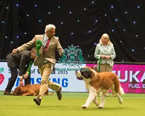 Crufts 2015