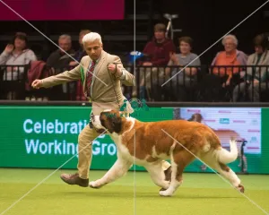 Crufts 2015