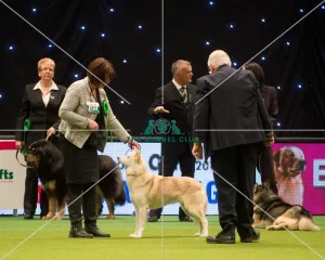 Crufts 2015