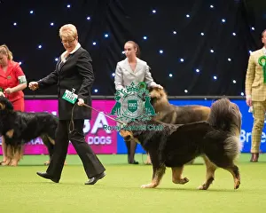 Crufts 2015