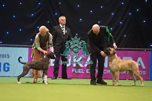 Crufts 2015