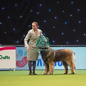 Crufts 2015