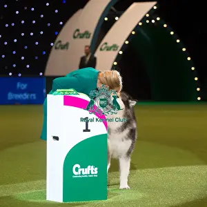 Crufts 2015
