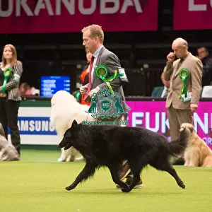 Crufts 2015