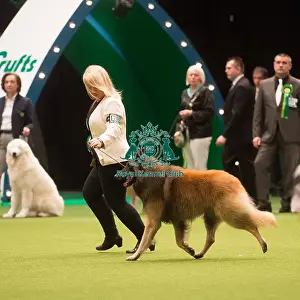 Crufts 2015