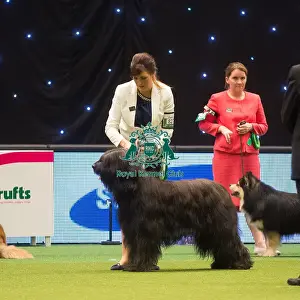 Crufts 2015