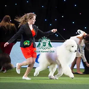 Crufts 2015