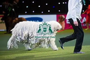 Crufts 2015