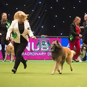 Crufts 2015