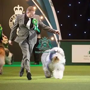 Crufts 2015
