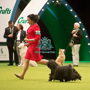 Crufts 2015