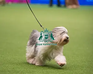 Crufts 2015