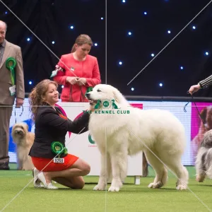 Crufts 2015