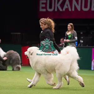 Crufts 2015