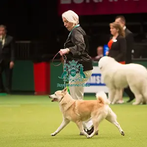 Crufts 2015