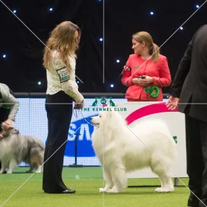 Crufts 2015