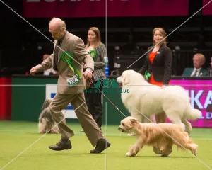 Crufts 2015