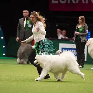 Crufts 2015