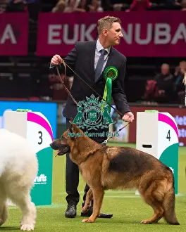 Crufts 2015