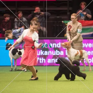 Crufts 2015