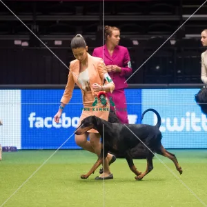 Crufts 2015