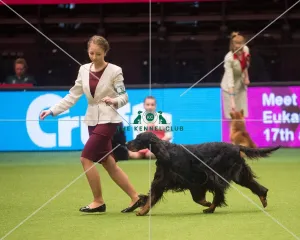 Crufts 2015