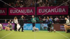 Best in Group, Crufts 2015