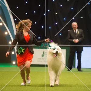 Crufts 2015