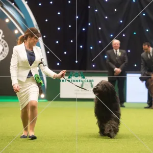 Best in Group, Crufts 2015