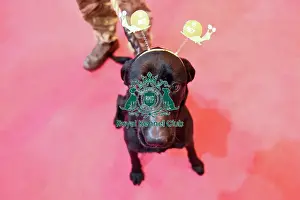 Crufts 2016