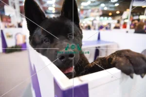 Crufts 2016