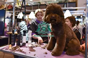 Crufts 2016