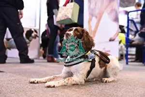 Crufts 2016
