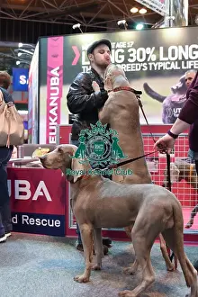Crufts 2016