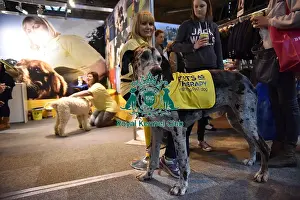 Crufts 2016
