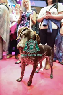 Crufts 2016